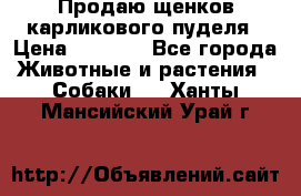Продаю щенков карликового пуделя › Цена ­ 2 000 - Все города Животные и растения » Собаки   . Ханты-Мансийский,Урай г.